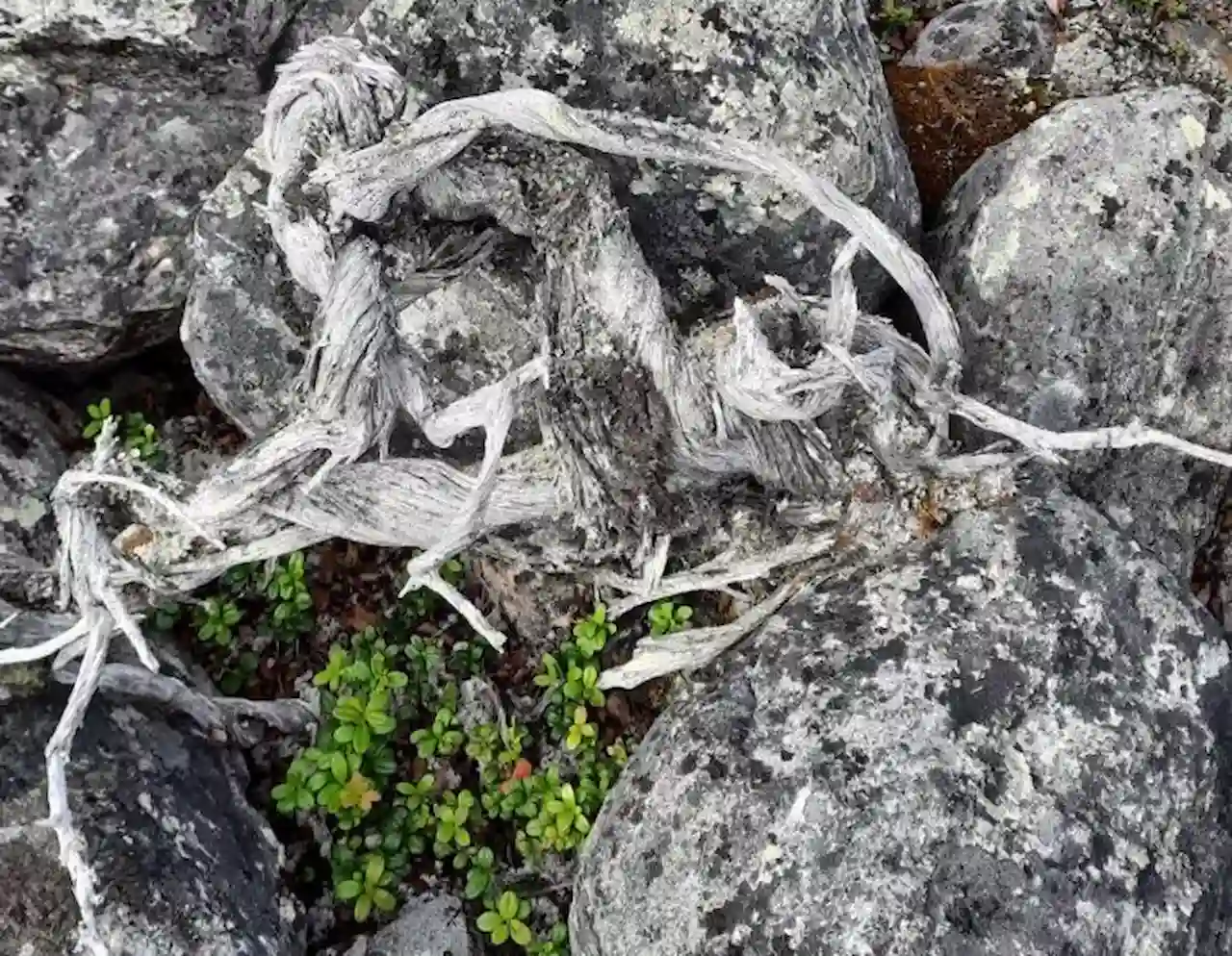 Enebro de 1.647 años encontrado en la Laponia finalndesa / Foto: Marco Carrer