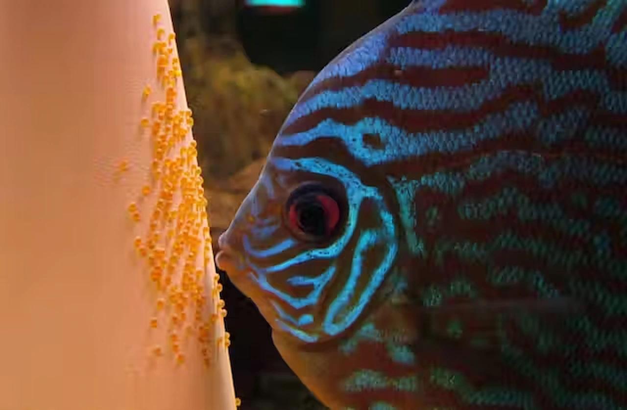 ¿Los peces pueden sentir soledad? 'Symphysodon aequifasciatus' cuidando su puesta / Foto: Wikimedia Commons