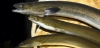 Imagen de archivo de ejemplares de anguila / Foto: EP