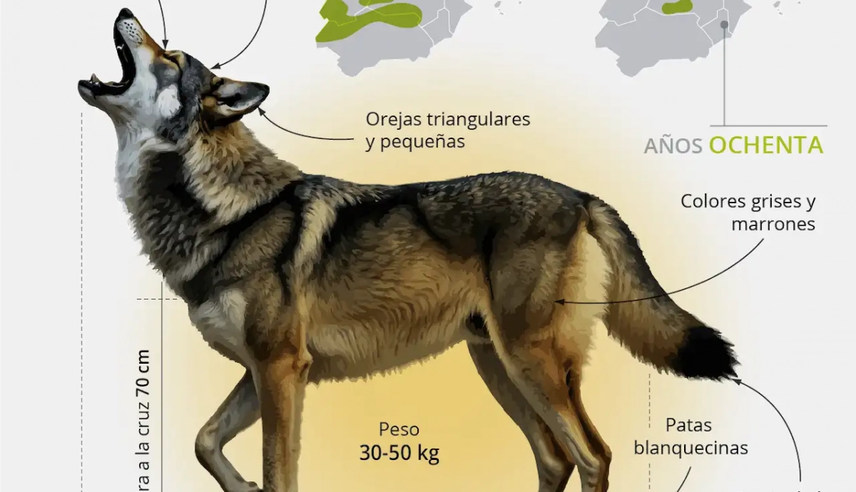 Dato curioso: no hay lobos en Kentucky a menos que escapen del zoológico de  Louisville. ¿Qué tipo de vida silvestre te gustaría ver? : r/projectzomboid, image size:1200x690