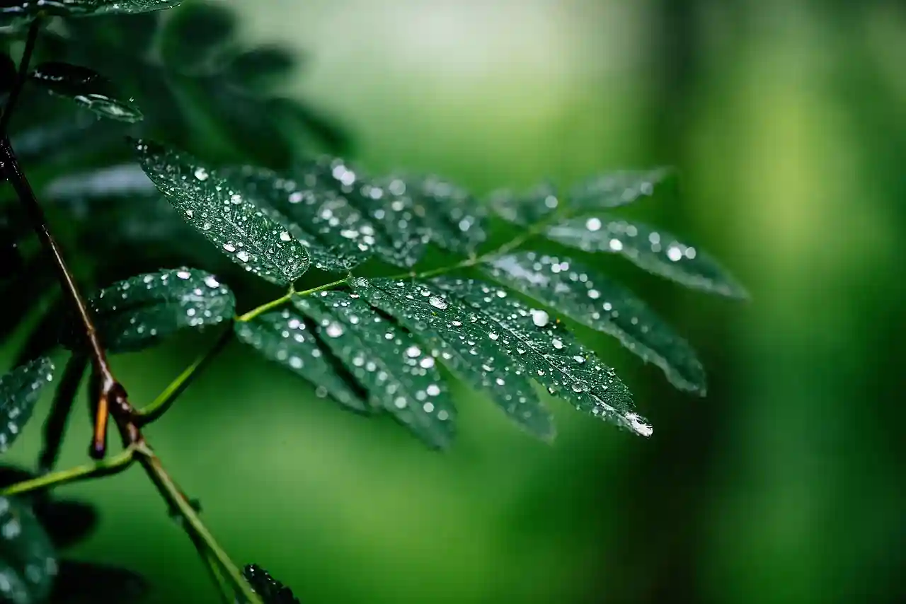 Imagen sobre la ecología / Foto: PB
