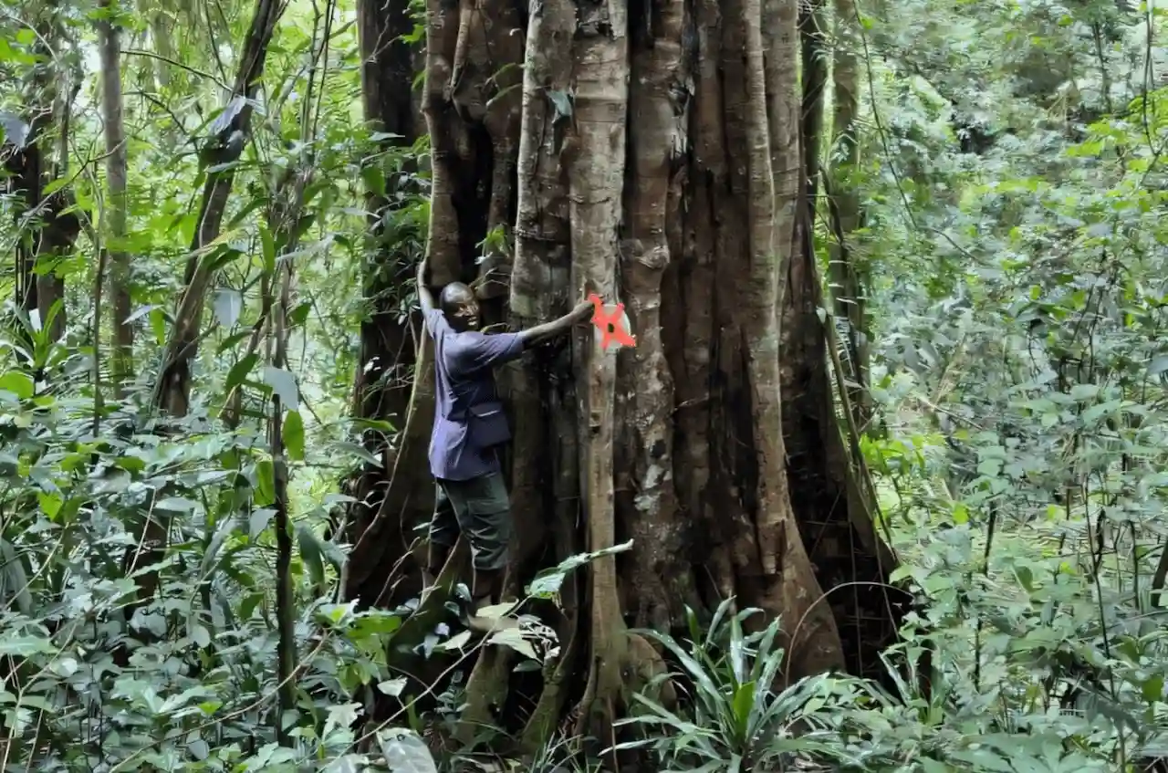 Fuste de un ejemplar de especie de árbol gigante de Tessmannia princeps, que muestra los numerosos contrafuertes / Foto: EP