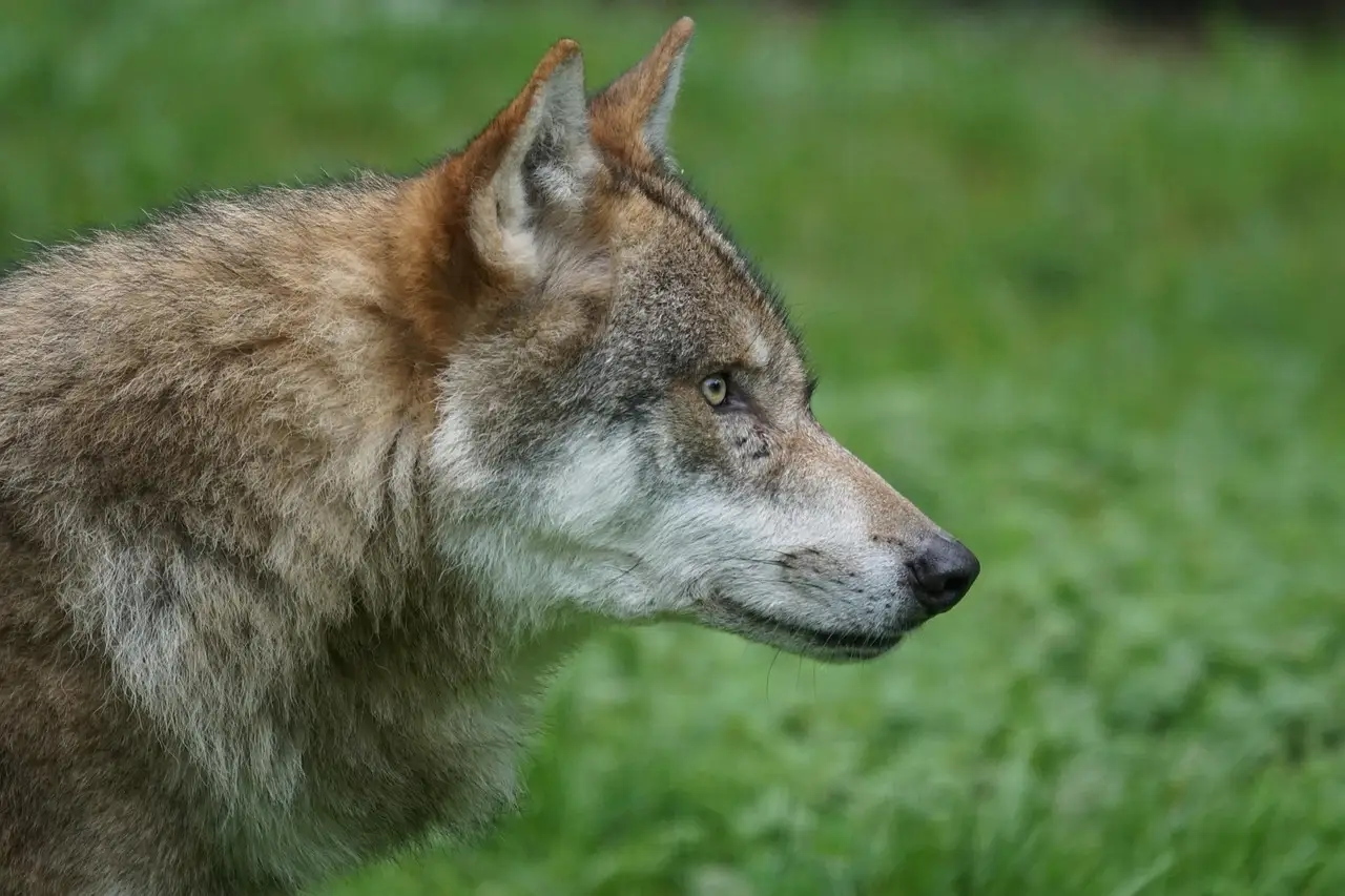 Cantabria matará de manera "inminente" un total de 41 lobos / Foto: Foto: PB
