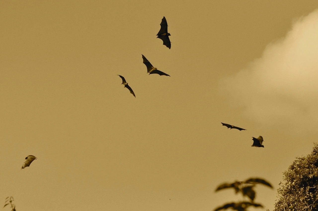 Los murciélagos se orientan gracias a la ecolocalización / Foto: PB