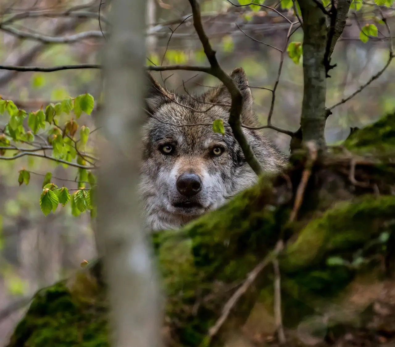 El papel "fundamental" del lobo en el equilibrio de los ecosistemas / Foto: PB