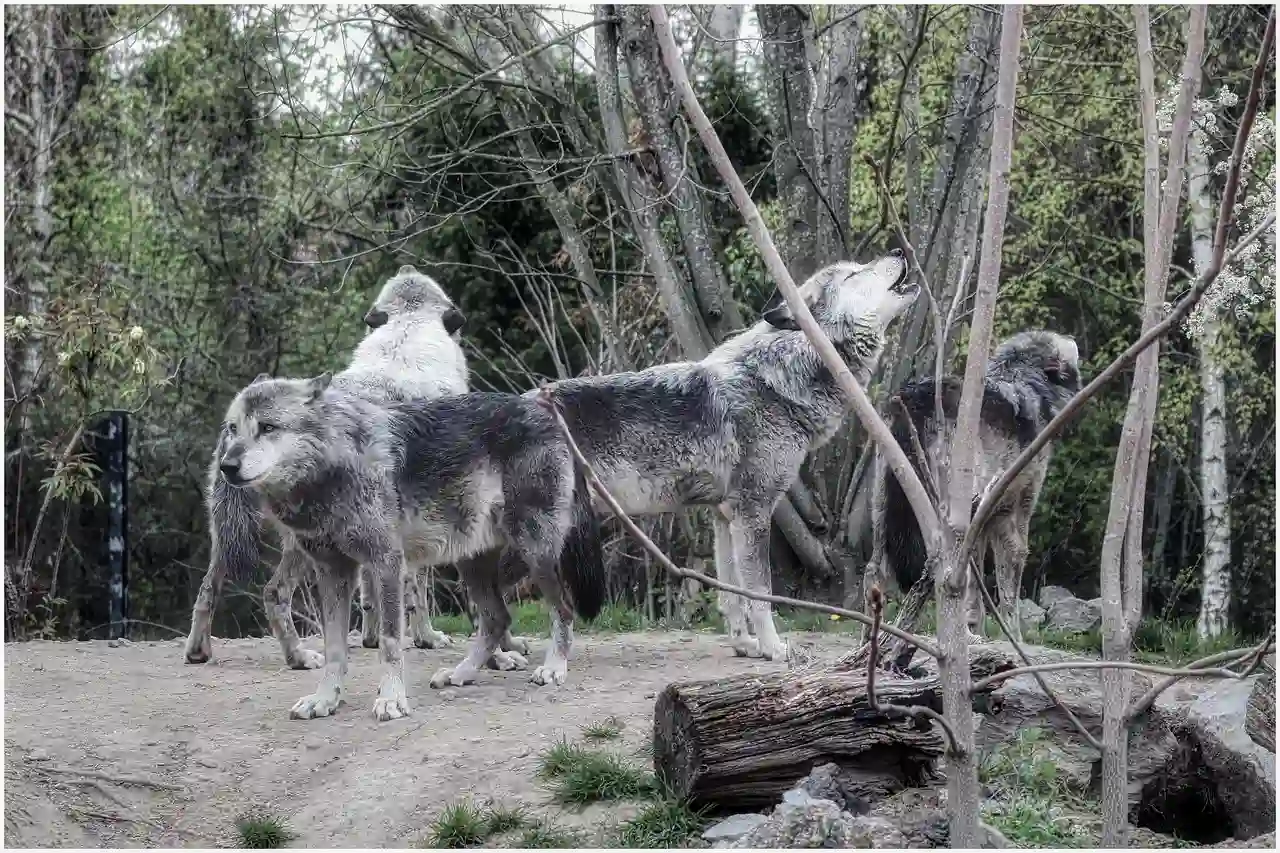 Actualmente hay en Cantabria 23 mandas de lobo confirmadas / Foto: PB