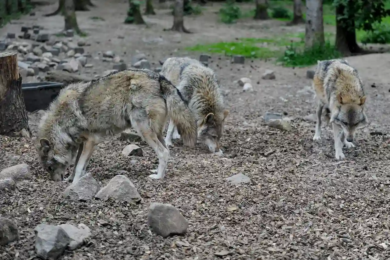 Se permitirá la caza del lobo al norte del Duero / Foto: PB