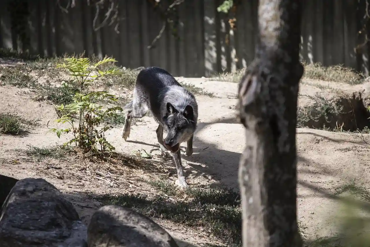 Recurrir ante los tribunales la decisión de rebajar la protección del lobo / Foto: Alejandro Martínez Vélez-EP