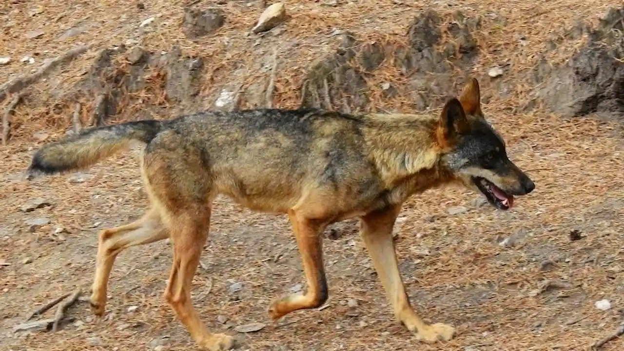 Ejemplar de lobo ibérico / Foto: CSIC