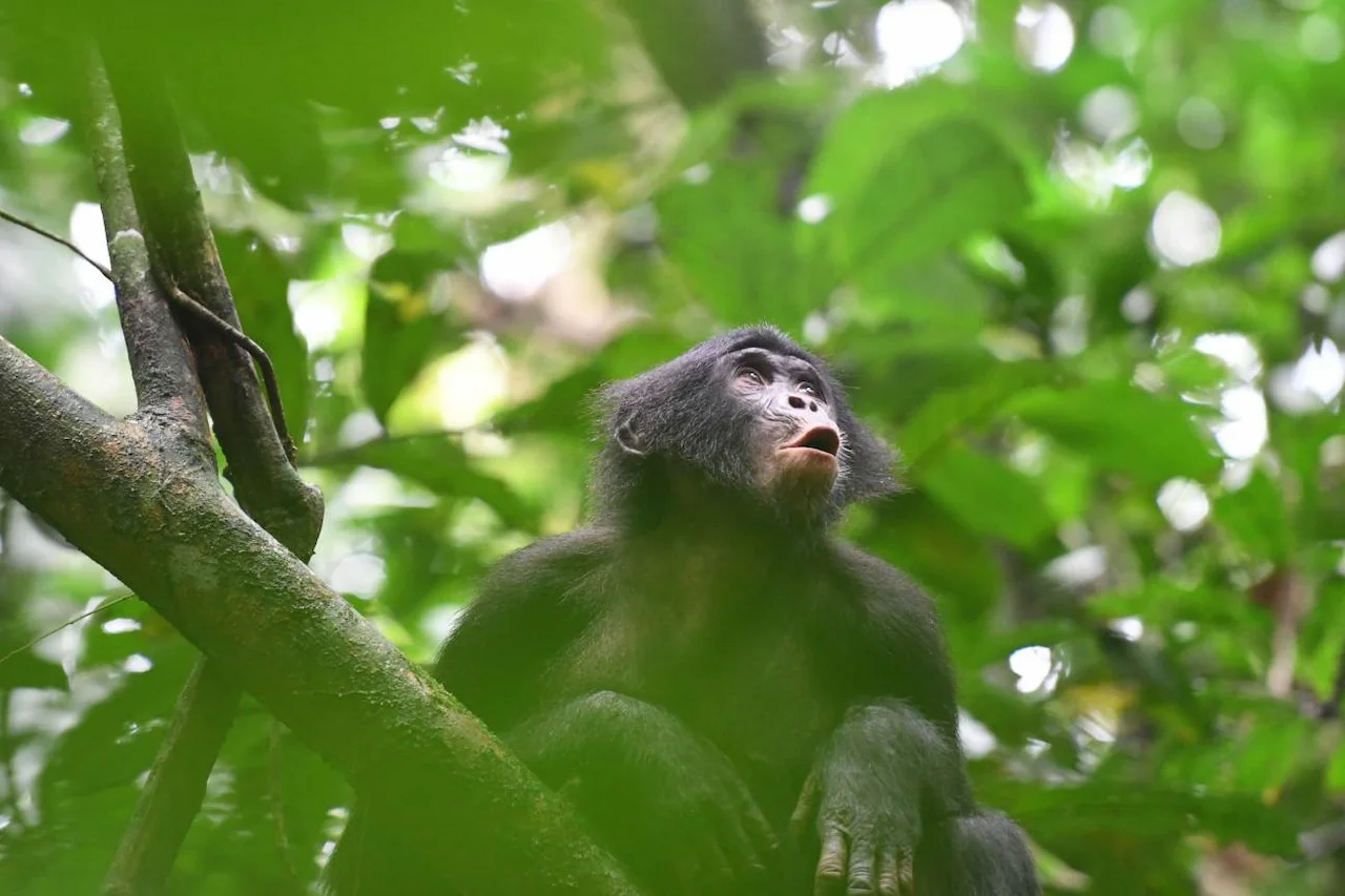 Una joven bonobo vocaliza en respuesta a miembros distantes del grupo / Foto: Martin Surbeck, Proyecto de Investigación de Bonobos Kokolopori