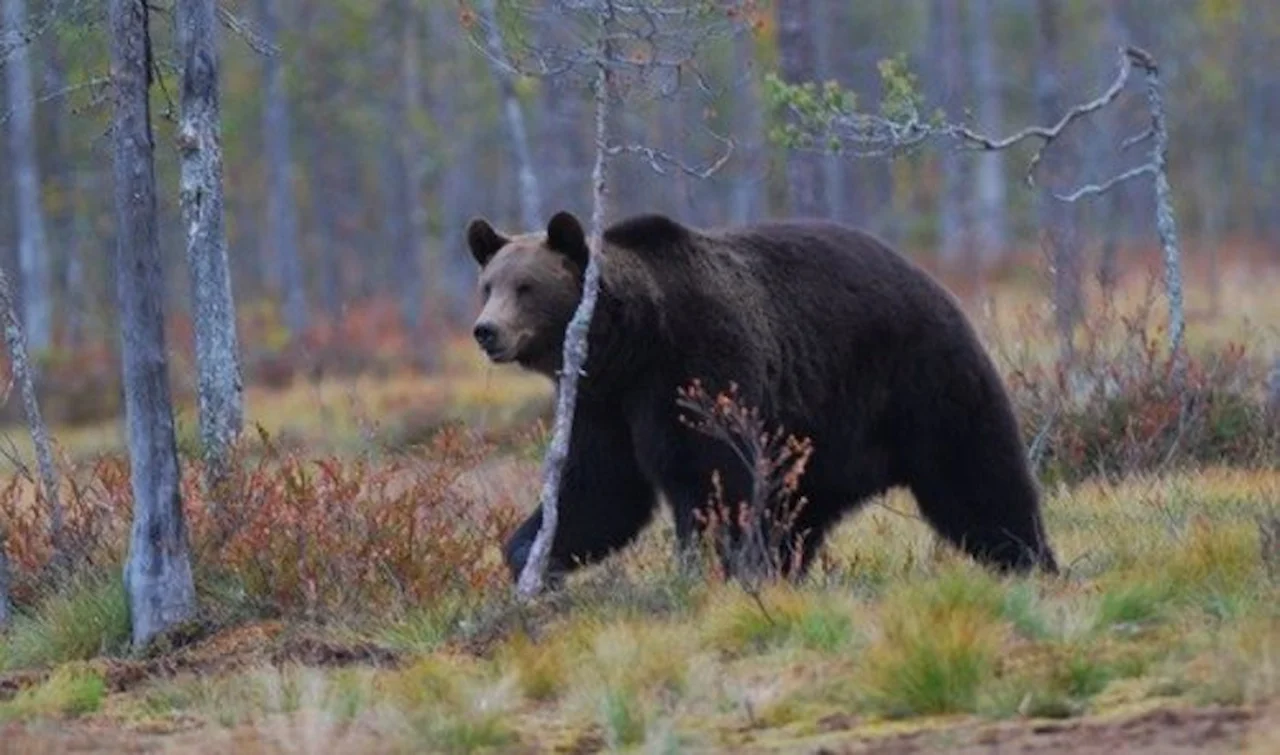 Hembra de oso pardo, 'Ursus arctos', desplazándose por los bosques / Foto: Vincenzo Penteriani