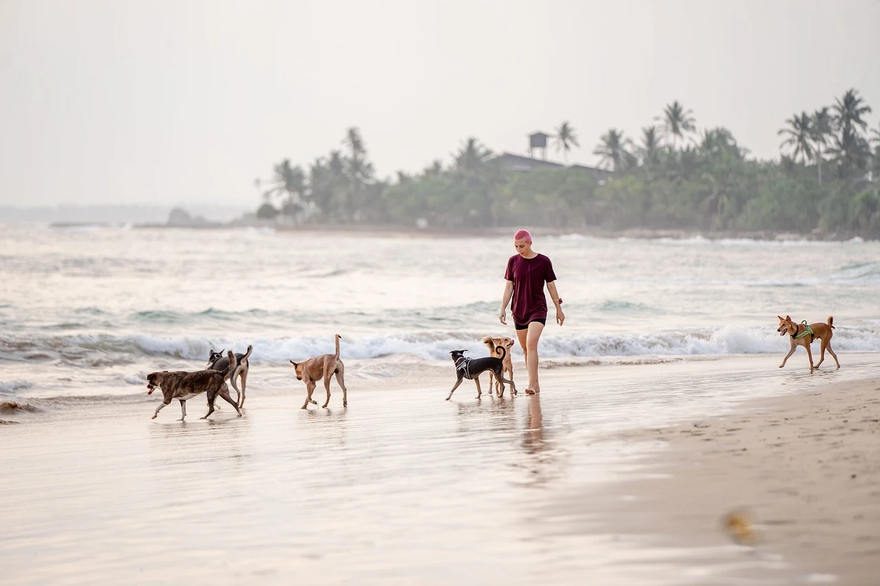 La gran cantidad de perros domésticos en todo el mundo genera importantes problemas ambientales / Foto: PB
