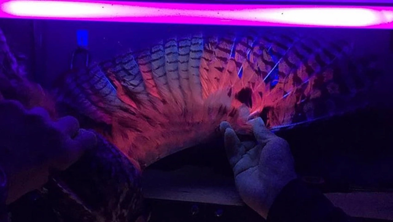 Los pigmentos fluorescentes en las plumas de los 'búhos chico' / Foto: Chris Neri