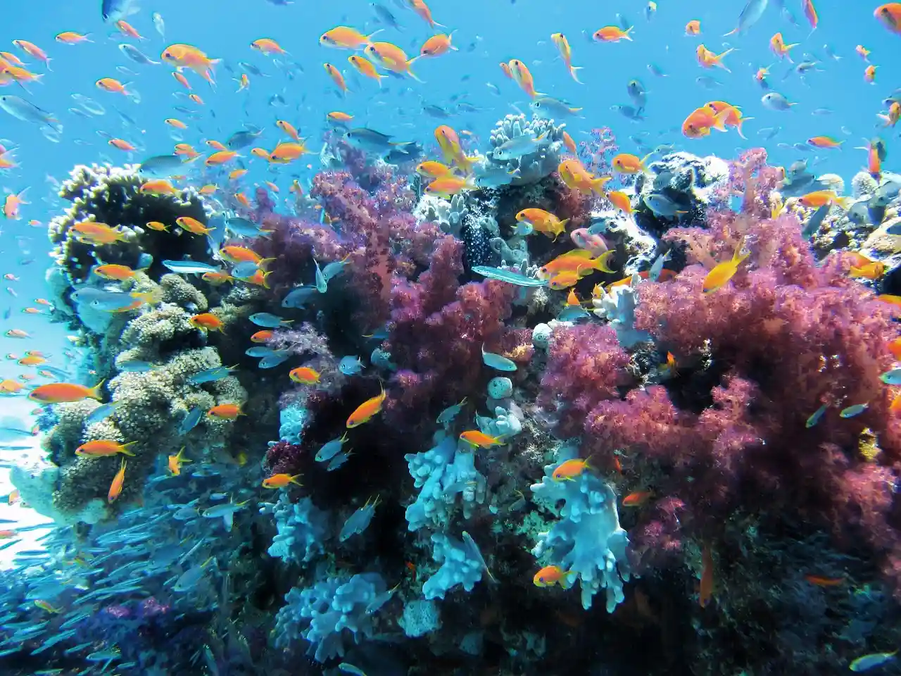 El cambio de estaciones bajo el agua / Foto: PB