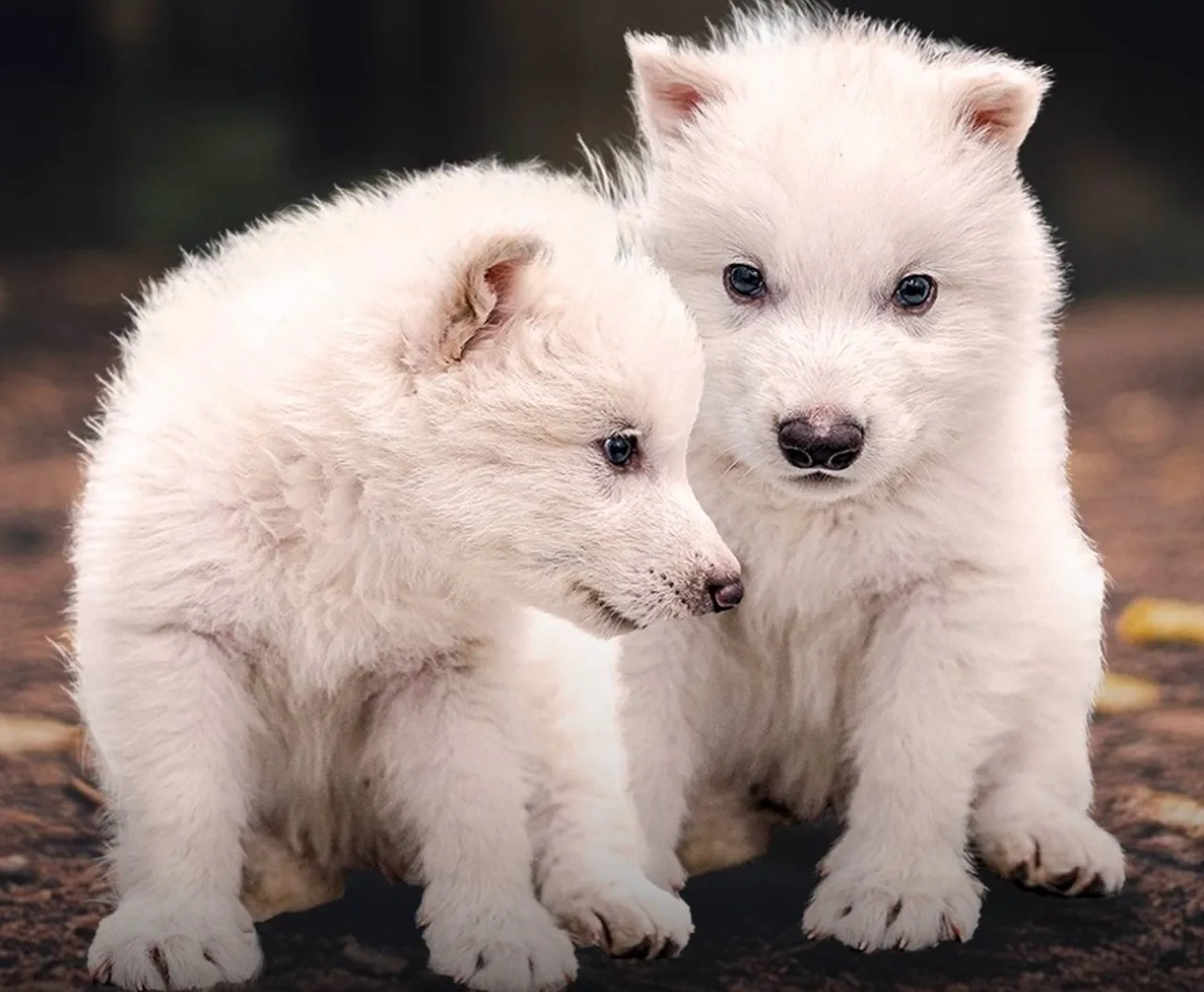 Rómulo y Remo, cachorros de lobo huargo, una especie extinguida hace miles de años recuperada ahora por la biotecnología / Foto: EP