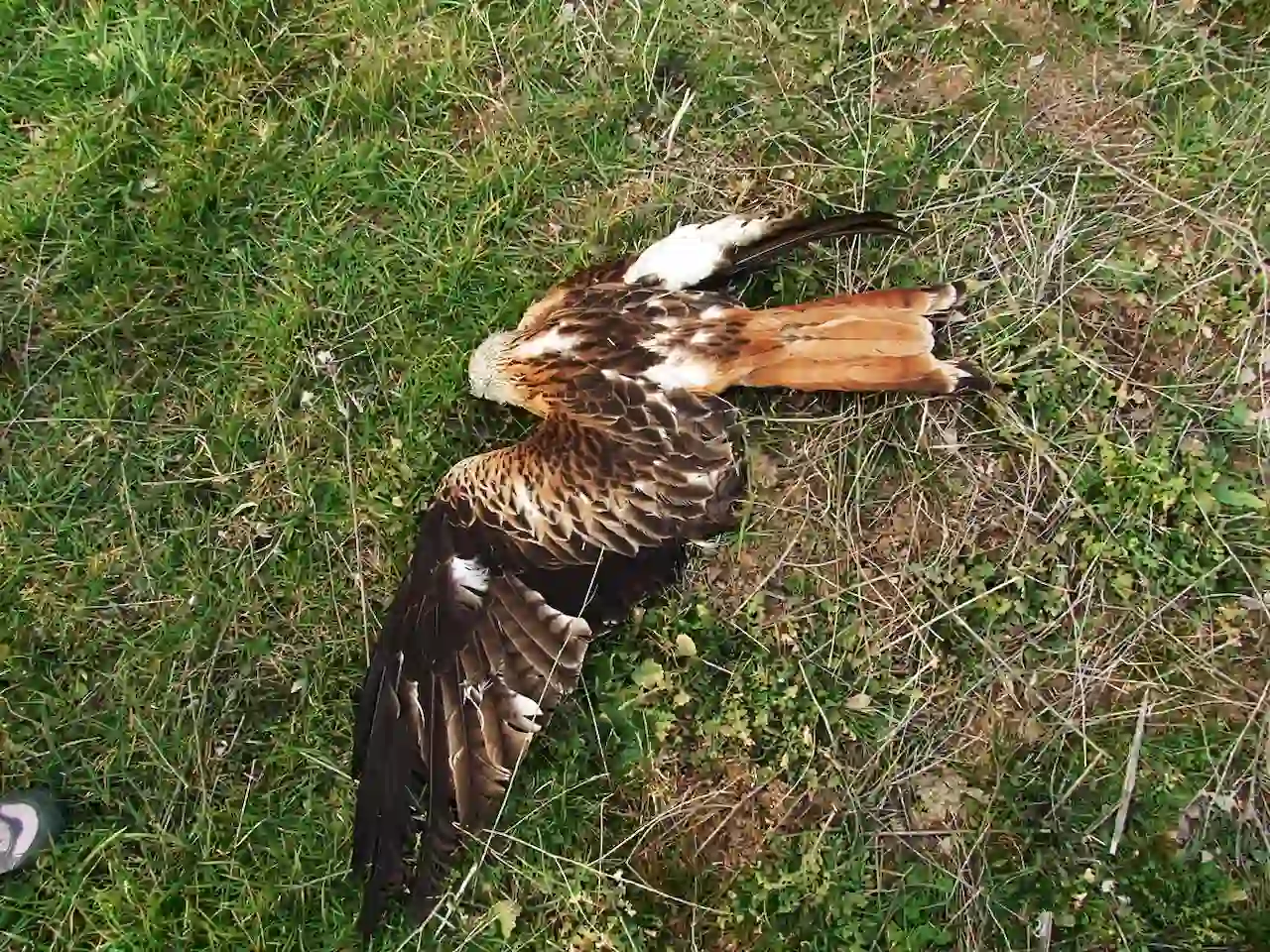 Venenos en Extremadura. Milano real envenenado / Foto: SEO/BirdLife
