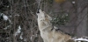 Los 27 aprueban rebajar el estatus de protección del lobo / Foto: PB