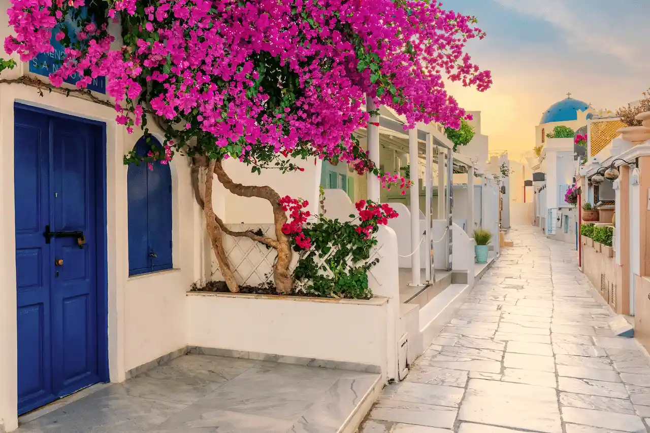Una Bugambilia en la calle principal de Oia, en Santorini (Grecia) / Foto: FP