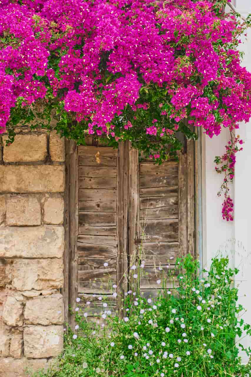 Bugambilia en una calle medieval en Rodas (Grecia). Un rincón pintoresco del casco antiguo, declarado Patrimonio de la Humanidad por la UNESCO / Foto: FP
