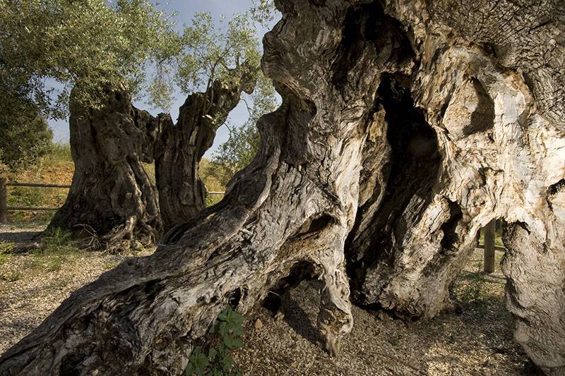 Más ejemplares de olivos milenarios del territorio del río Sénia / Foto: Josep Cano