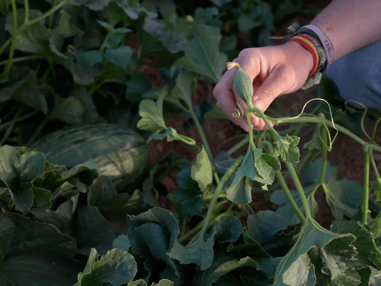 Plantas de melón. Las sequías y las olas de calor disminuyen la capacidad de las plantas para capturar carbono de la atmósfera / Foto: Archivo - EP