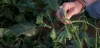 Plantas de melón. Las sequías y las olas de calor disminuyen la capacidad de las plantas para capturar carbono de la atmósfera / Foto: Archivo - EP
