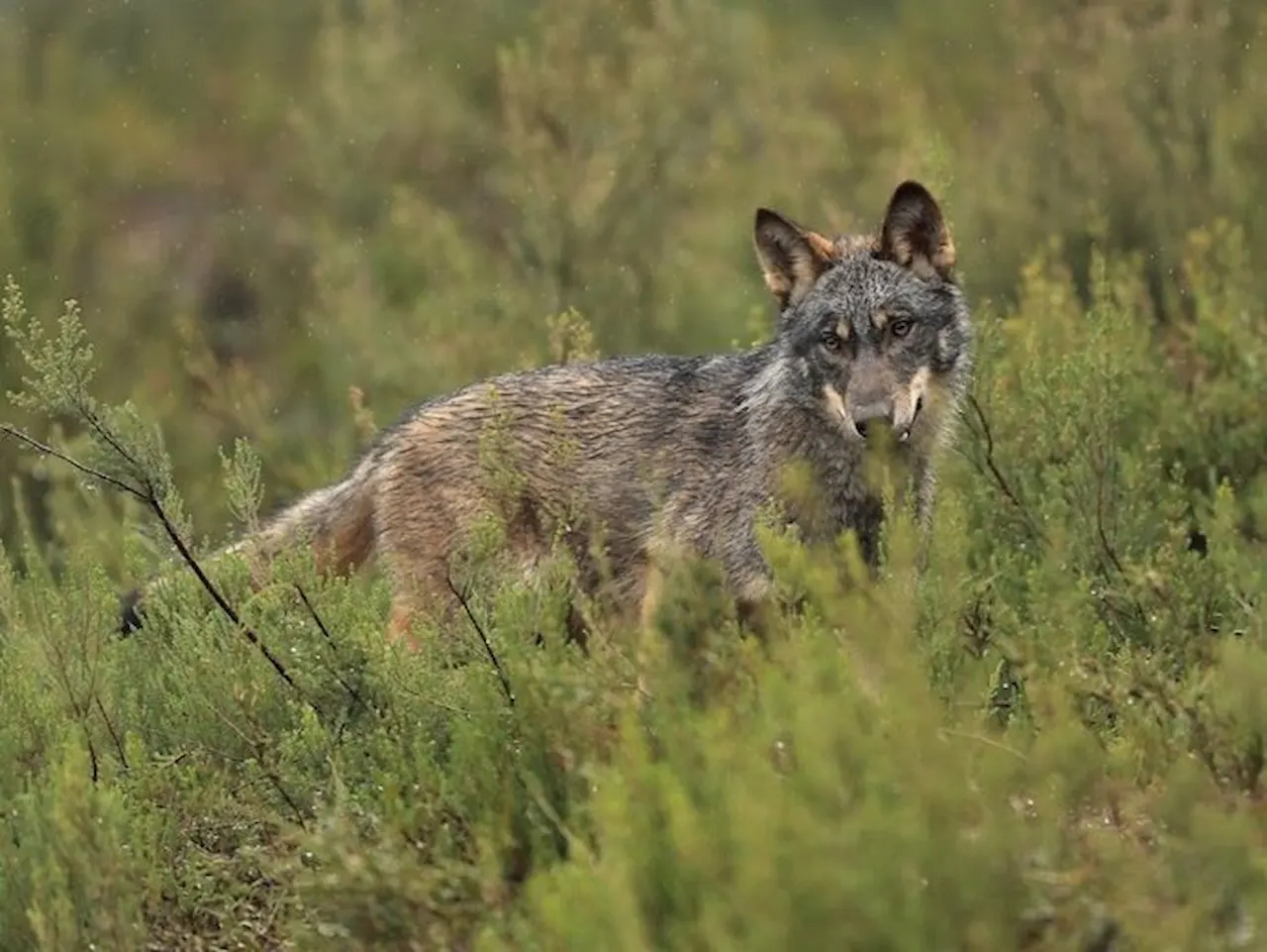 Paralizar de "forma inmediata" la caza de cualquier ejemplar de lobo en Galicia/ Foto:  ADEGA