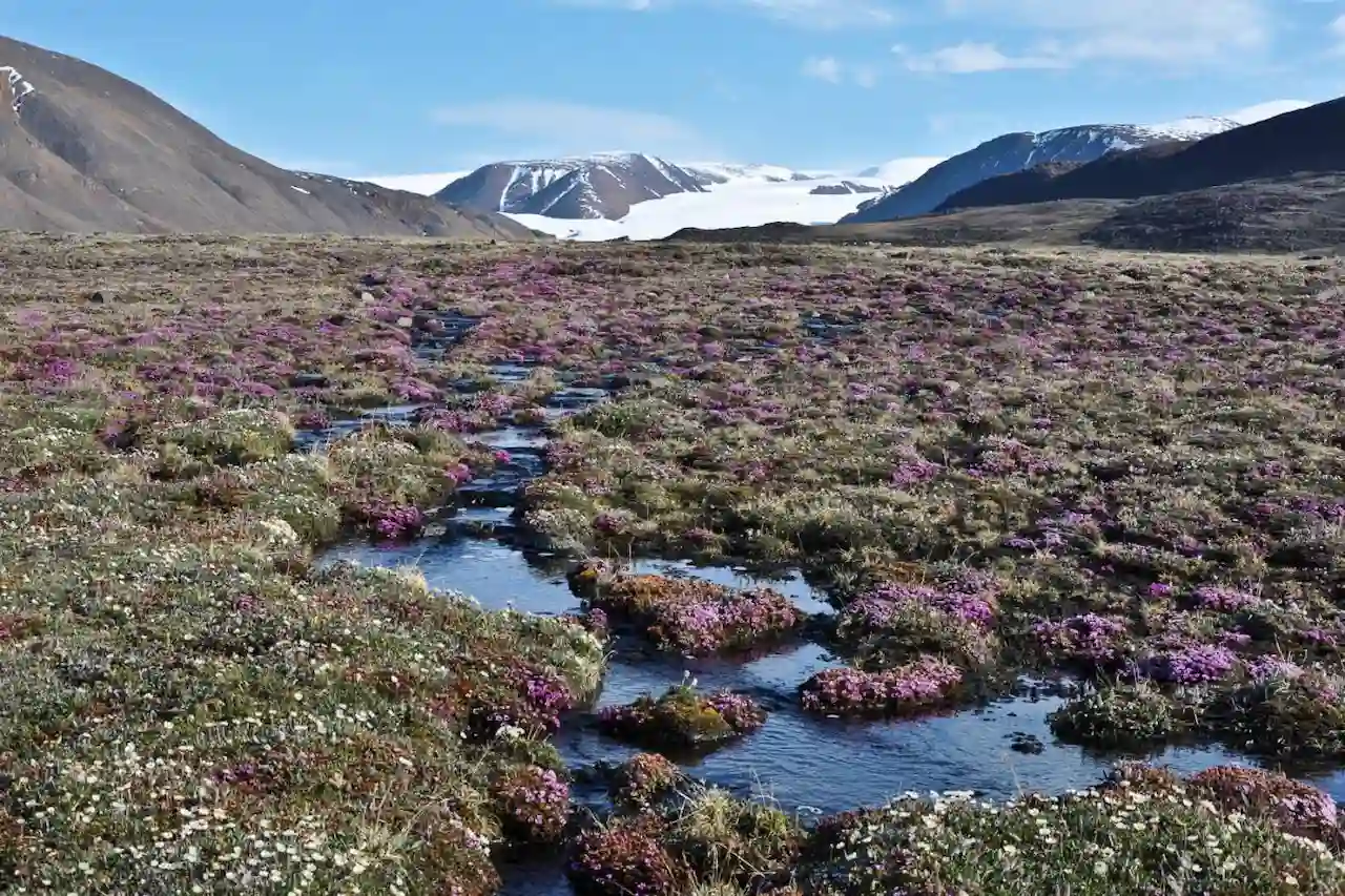 Las plantas de la tundra pueden sobrevivir durante los cortos veranos del Ártico / Foto: Anne Bjorkman