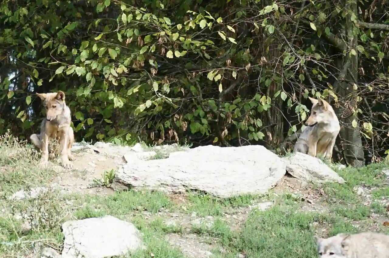 Aprobada la rebaja del estatus de protección del lobo / Foto: PB