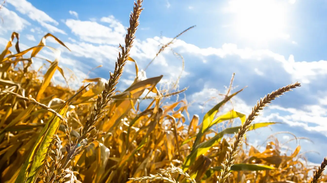 La producción de cereales amenazada por sequías y calor extremo / Foto: PB