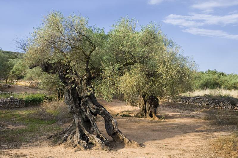 Olivos. Algunos de los ejemplares bordean la calzada de la Via Augusta romana / Foto: Josep Cano