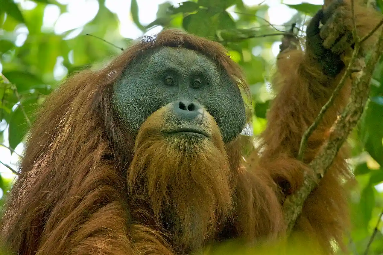 La especie más amenazada es el orangután de Tapanuli, 'Pongo tapanuliensis' en Sumatra. Alerta de extinción  / Foto: Manfred Eberle