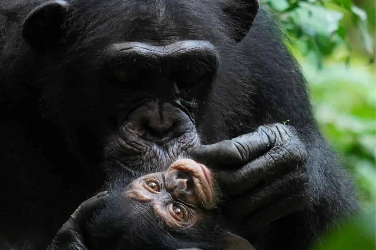 Una madre chimpancé acicalando a su cría. Apego materno / Foto: Tai Chimpanzee Project