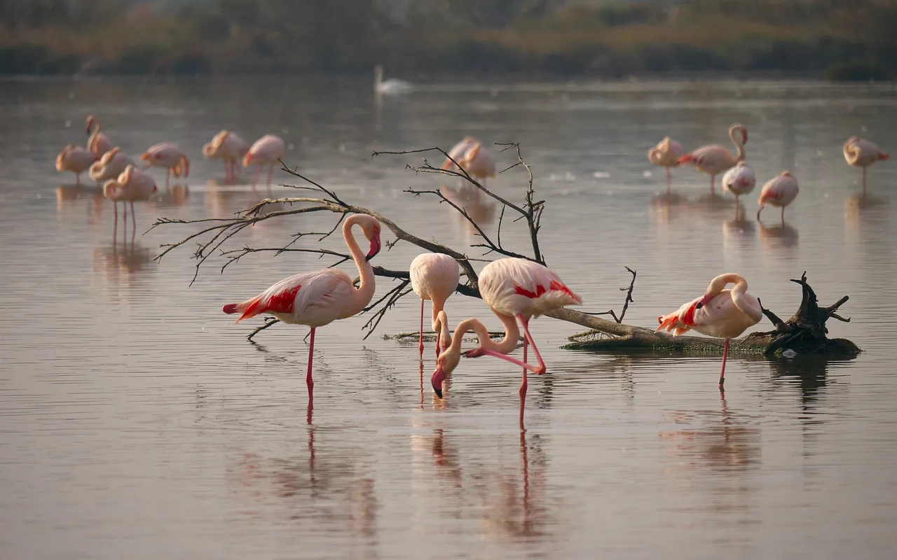 Los flamencos atrapan a sus presas creando tornados de agua / Foto: PB