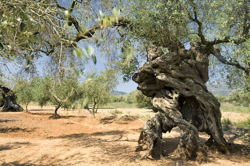 En el 'olivo de las cuatro patas' de Canet lo Roig se ocultó un fugitivo durante la Guerra Civil / Foto: Josep Cano