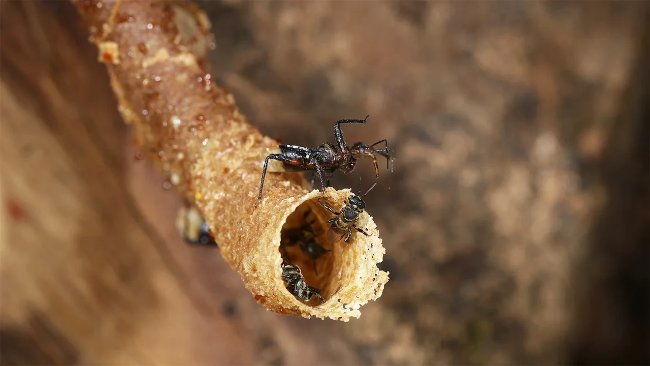 La chinche asesina trepando al tubo del nido de abeja sin aguijón.  Uso de herramientas por parte de insectos depredadores / Foto: Chen Zhaoyang