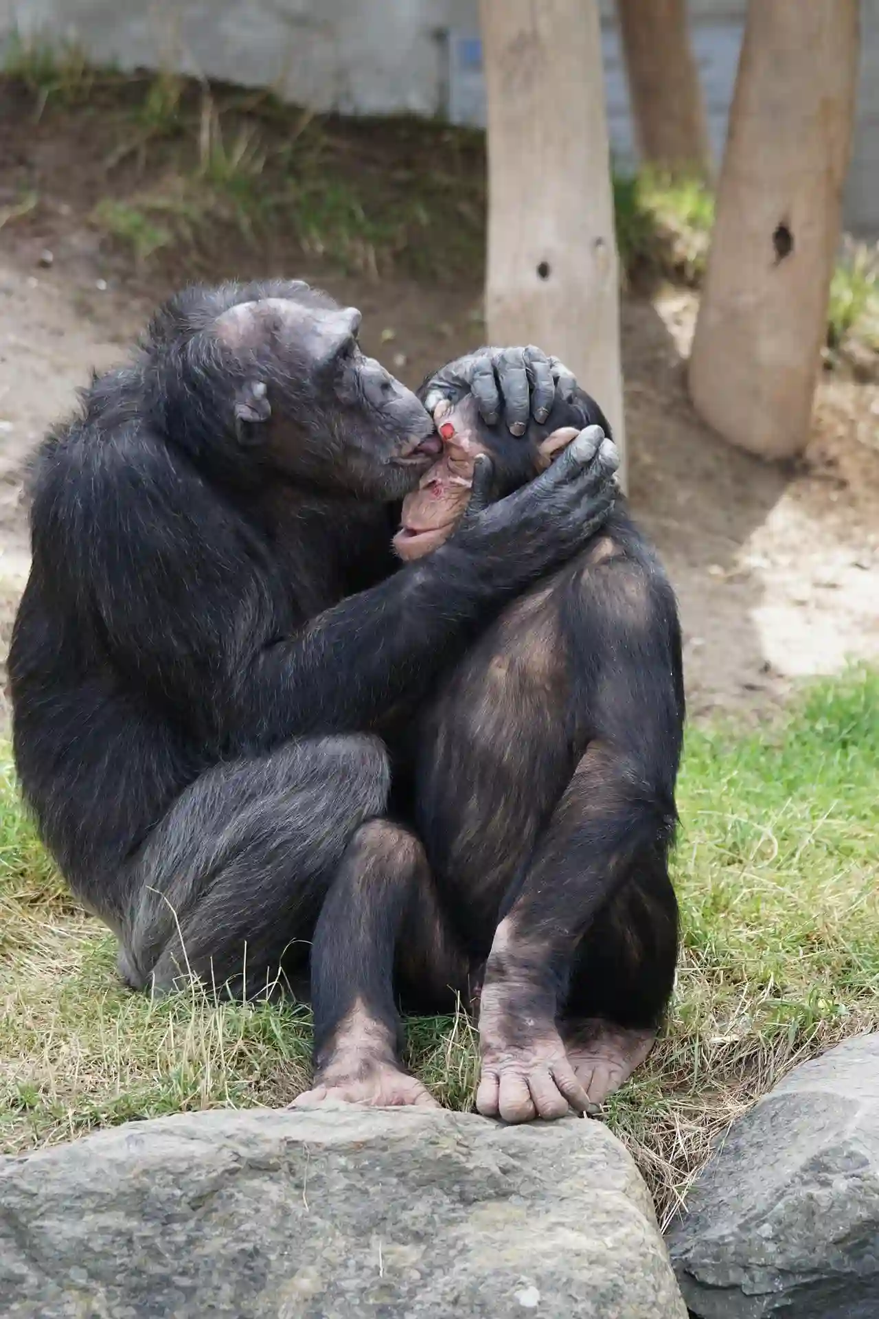 El cuidado de heridas en chimpancés / Foto: PB