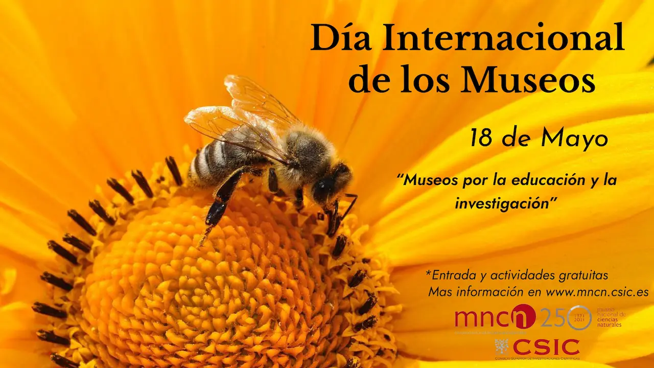La importancia de las abejas destacará en el Día Internacional de los Museos / Imagen: MNCN