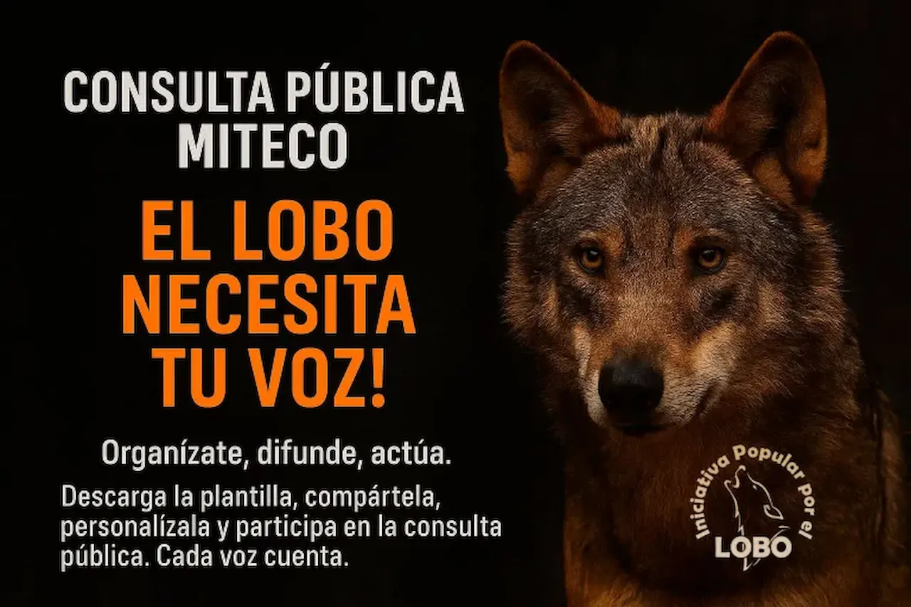 Consulta pública 'El lobo necesita tu voz' / Imagen: MITECO
