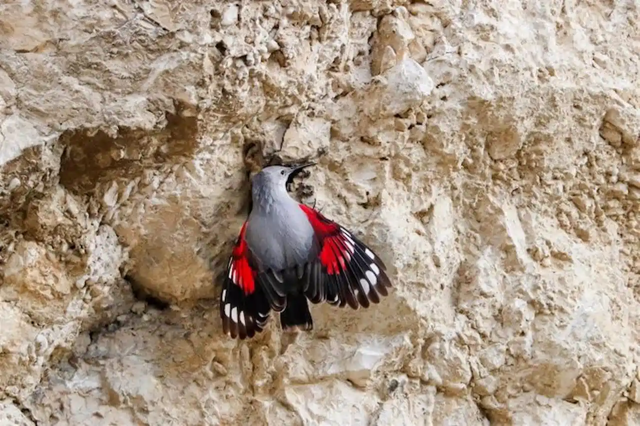 El treparriscos, Ave del Año 2025 de SEO/BirdLife / Foto: Daniel Ducan