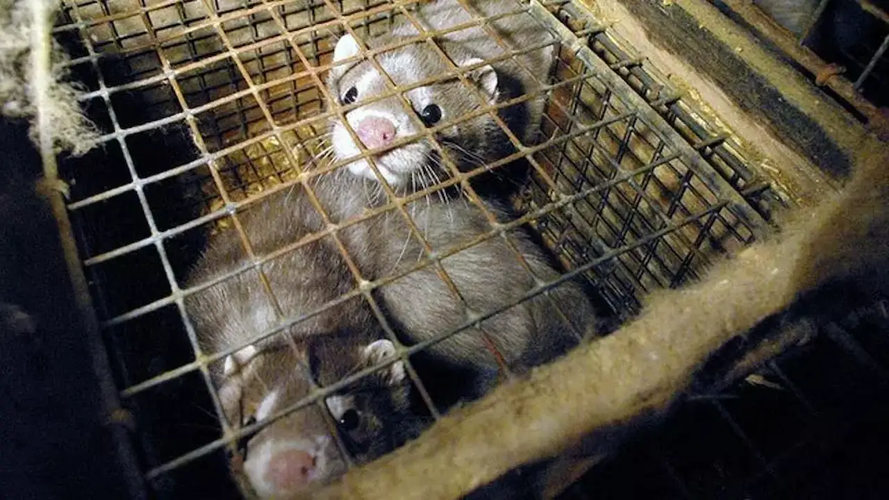 Piden el cierre de 23 granjas peleteras gallegas. Visones enjaulados en una granja peletera / Foto: Igualdad Animal