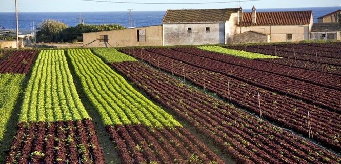 Cultivo de hortalizas en Mataró, Barcelona / Foto: Josep Cano