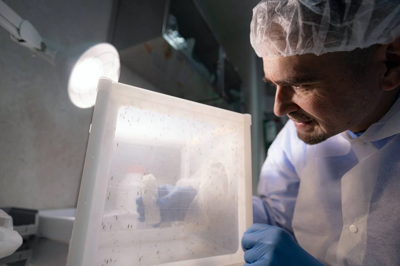 Compuestos antimaláricos. Investigador trabaja en la colonia de mosquitos Centro de I+D de GSK en Tres Cantos / Foto: GSK