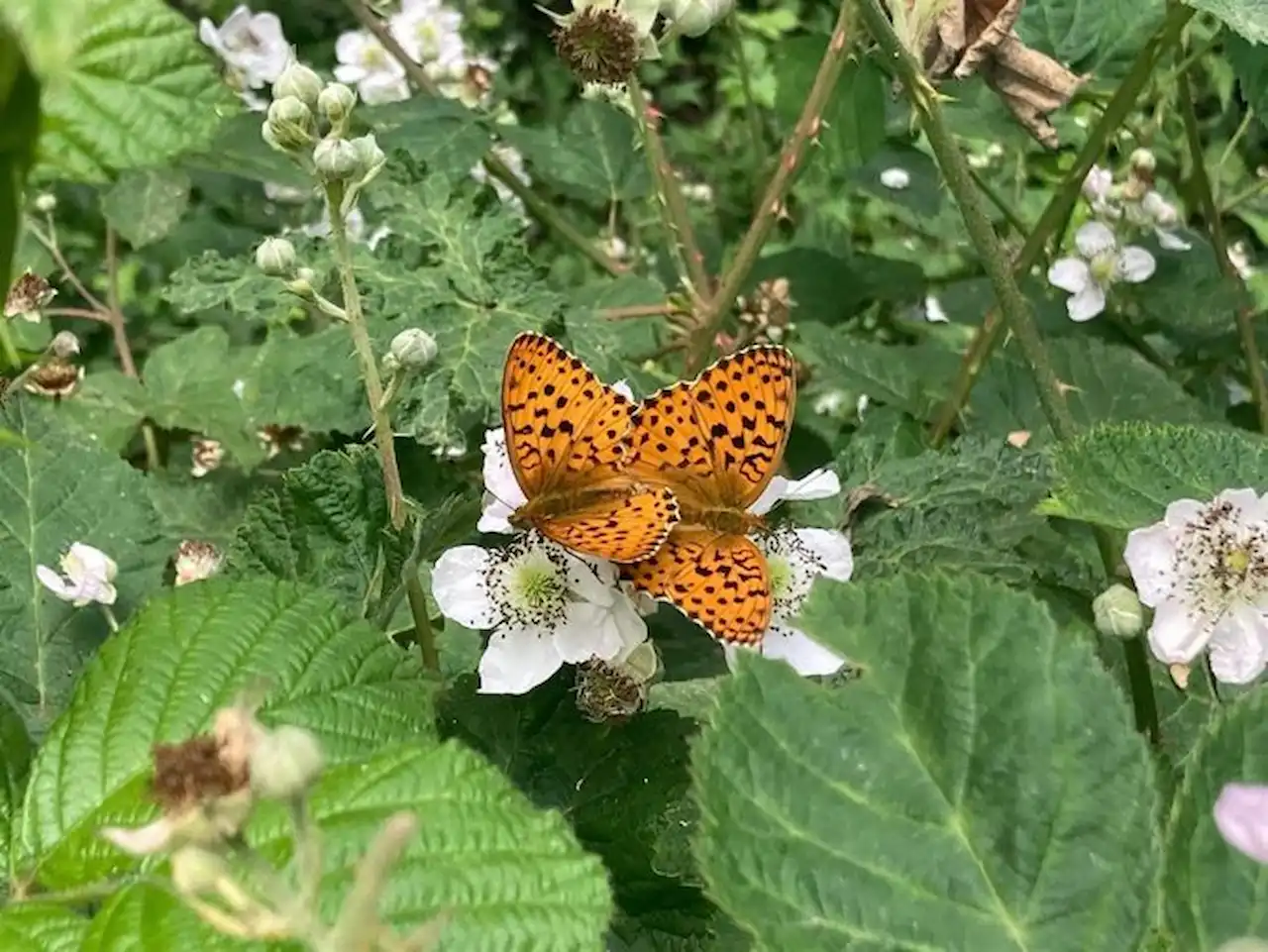 Extinciones locales de mariposas. Ejemplar de mariposa 'Brenthis daphne' / Foto: Andreu Ubach-CREAF-OPNB
