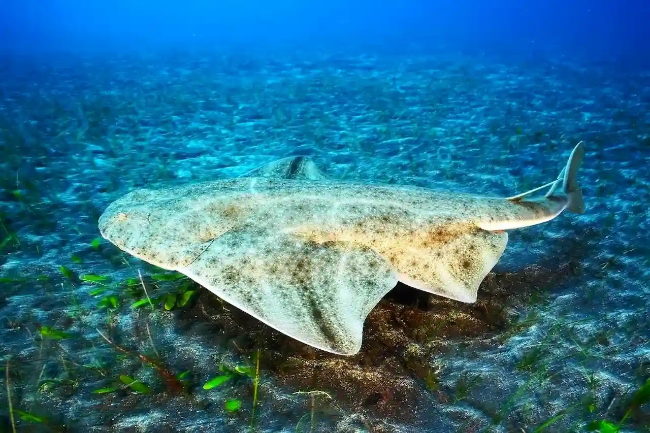 Angelote o tiburón ángel (Squatina squatina), está en peligro crítico de extinción / Foto: Angel Shark Project