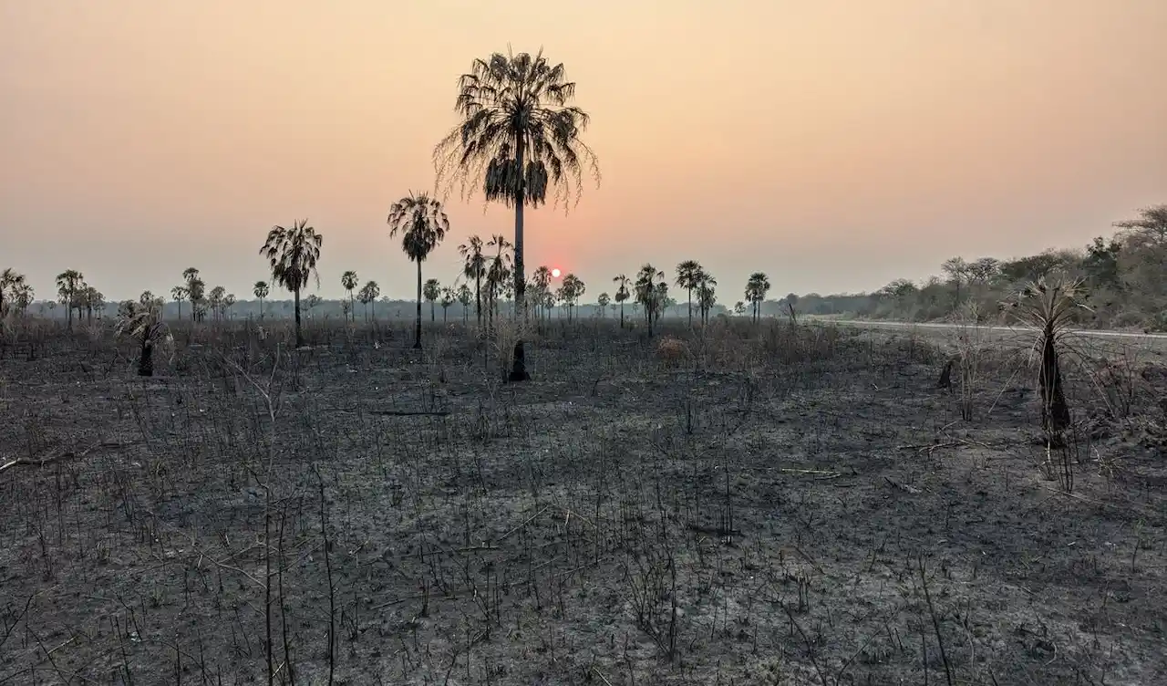 Bosque deforestado por quema para pastos, norte del Chaco. La banca invierte contra la biodiversidad / Foto: Global Witness