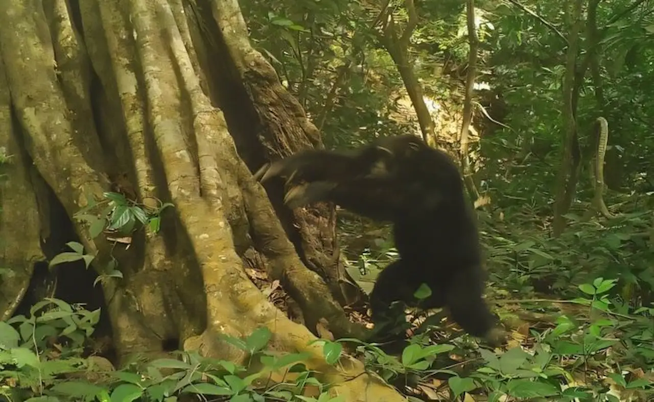 Este chimpancé macho acaba de lanzar una piedra, posiblemente para comunicarse, un acto captado por una cámara trampa / Foto: Chimbo Foundation