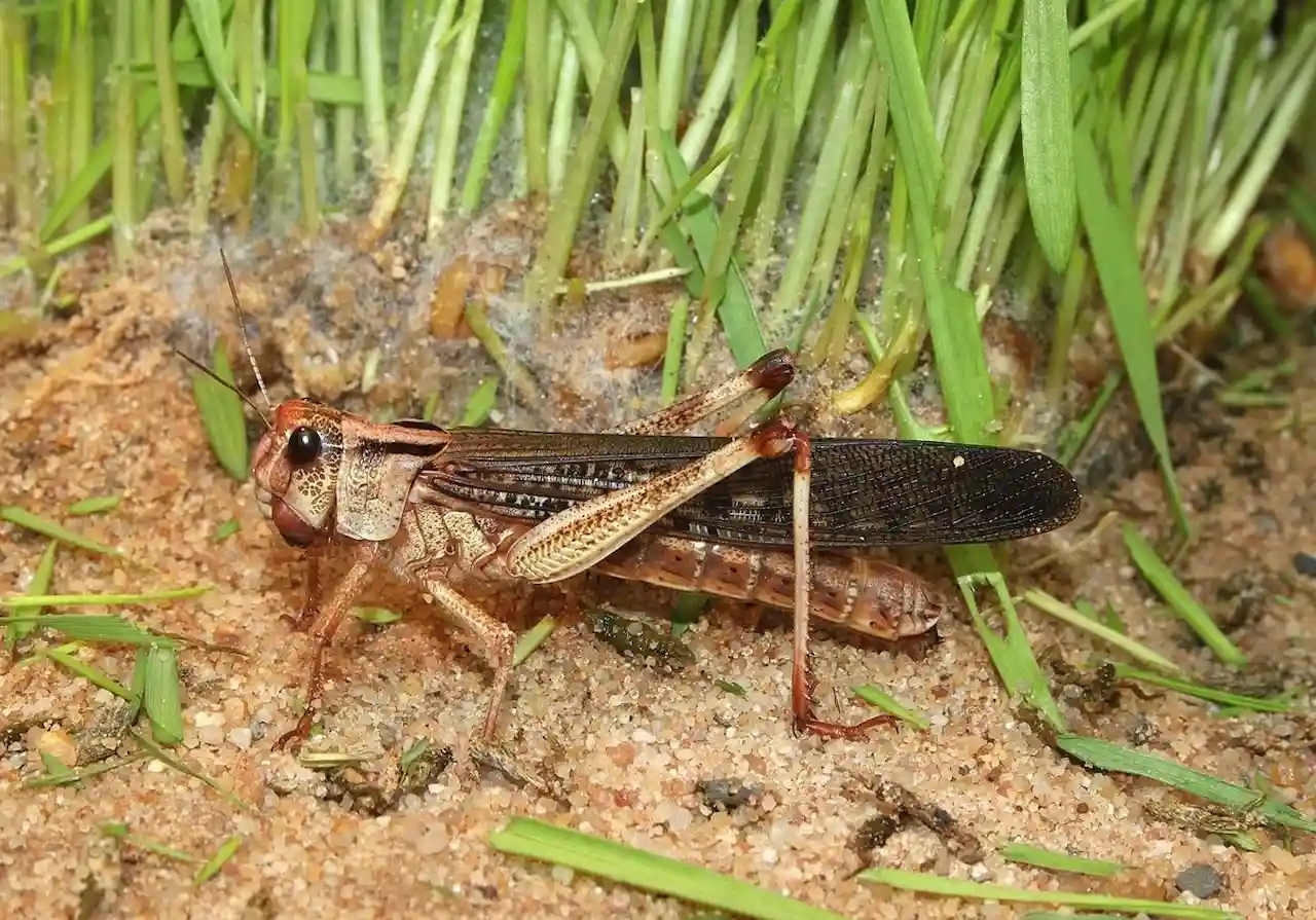 Plaga de langostas en Farlete (Zaragoza) / Foto: EP