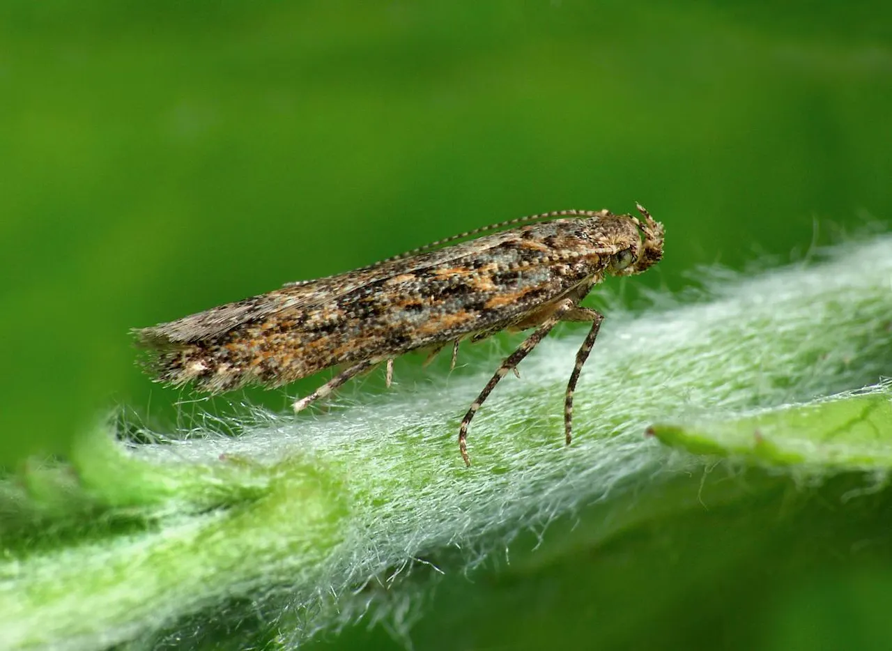 La polilla del tomate (Tuta absoluta) es una especie invasora, provoca cuantiosos daños a los cultivos. Coste económico / Foto: Patrick Clement (Wikimedia Commons)