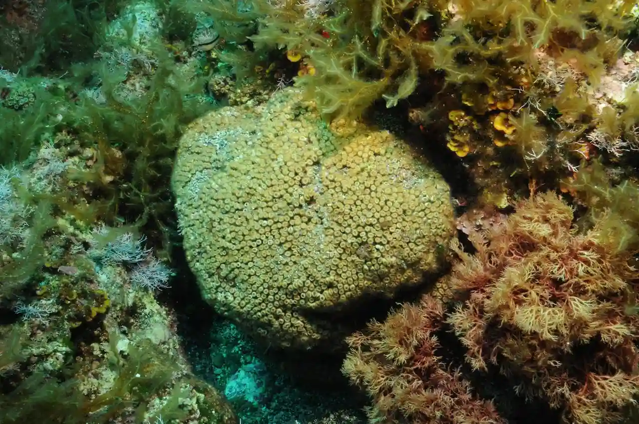 Altas concentraciones de microplásticos en las Islas Columbretes / Foto: CSIC
